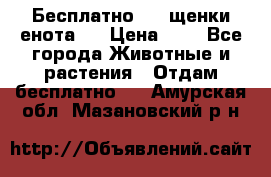 Бесплатно !!! щенки енота!! › Цена ­ 1 - Все города Животные и растения » Отдам бесплатно   . Амурская обл.,Мазановский р-н